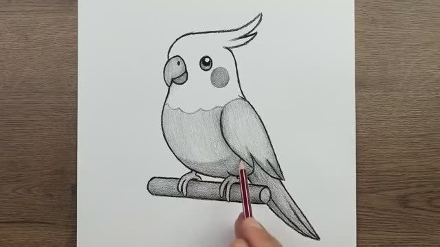 Как нарисовать Попугая птицу карандашом, простой рисунок птицы, пошаговое руководство