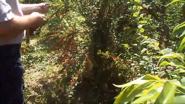 2. В. Железов. Урожай 2016. Войлочная вишня и встреча с А.П.Рыкалиным.mp4