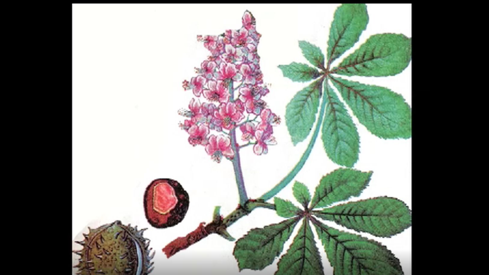 Конский каштан в Сибири