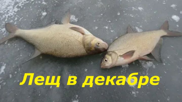 КАК ЛОВИТЬ ЛЕЩА в ДЕКАБРЕ? НАЖИВКИ и СНАСТИ для ЛОВЛИ ЛЕЩА. МЕСТА и ВРЕМЯ ДЛЯ РЫБАЛКИ ЗИМОЙ
