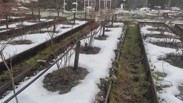 Как зимует наша голубика