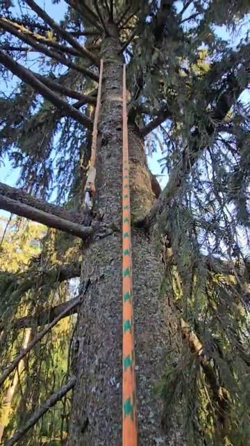 Почему я использую легкий карабин на конце основной веревки?