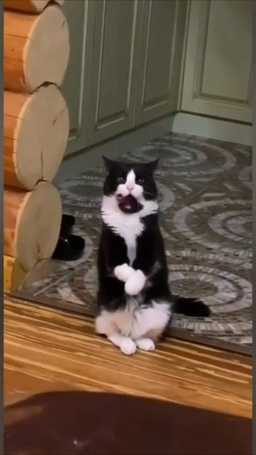 Смешные коты #95-10