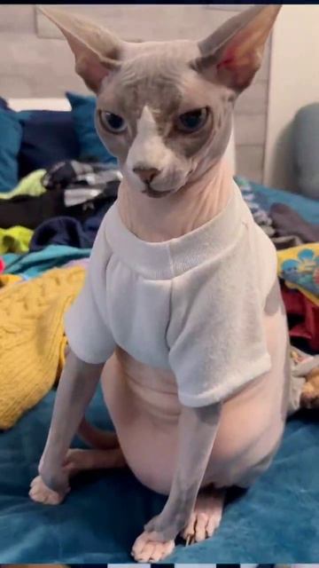 Как подружить кошку с собакой 👍