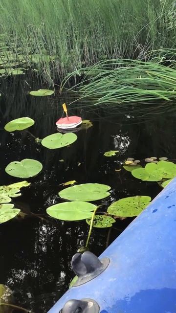 Ленобласть. Хвойное. 18.07.2024. Река Вуокса. Растение-дербенник фиолетовый дикорос и кружок на щуку