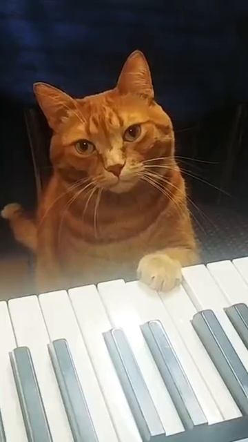 Для любимой Мурочки напою я колыбельную!