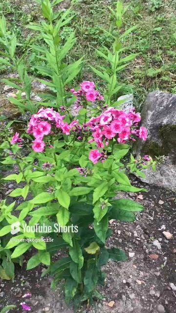 Ленобласть. Хвойное. 18.07.2024. Дача. Флокс метельчатый