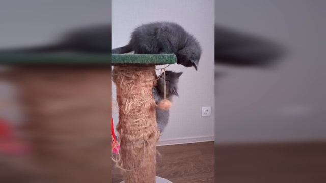 Позитив на выходные! Бои без правил хвостатых и усатых!