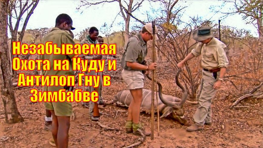 Незабываемая Охота на Куду и Антилоп Гну в Зимбабве
