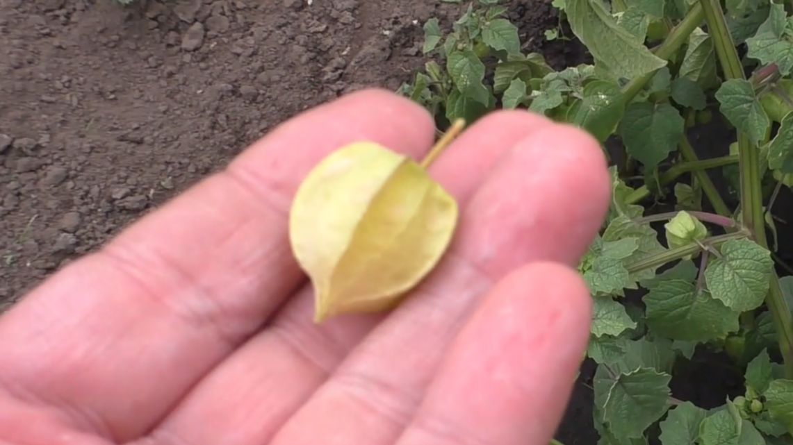 Выращивание физалиса