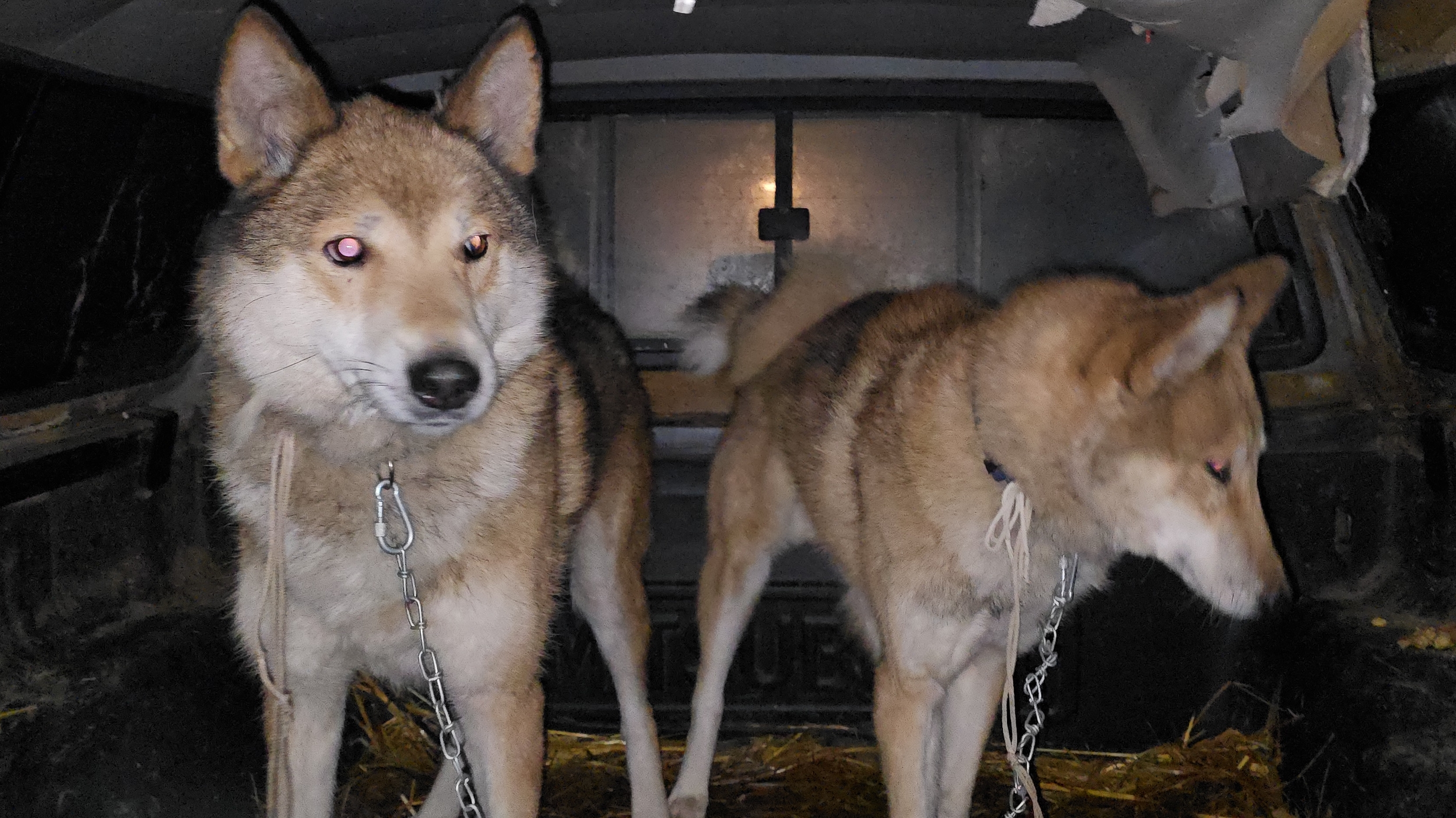 Встречаю Соболя и Аяна