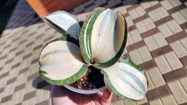 Сансевиерия Дракон Компакта Вайт Вариегата