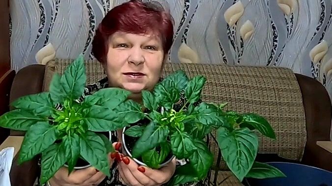 🌱 Выращивание ПЕРЦА дома!! Как правильно выбрать объём горшка и сделать питательный грунт!!