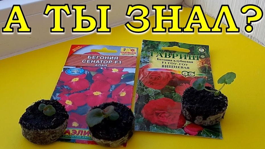 ЗИМА - самое время сеять БЕГОНИЮ👌🌱🌱🌱