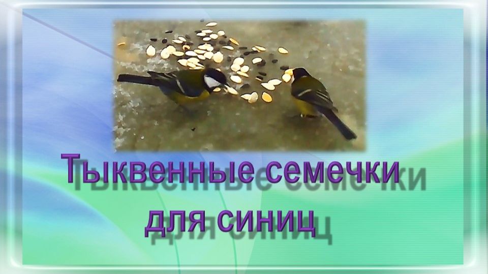 Тыквенные семечки для синиц