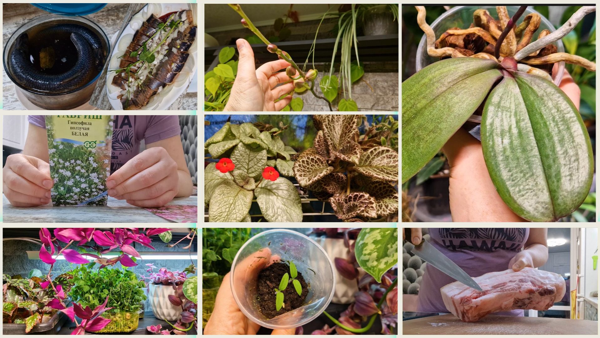 Солить сало, проще простого! Любуюсь домашними цветами. Семена. Ем сельдь своего засола