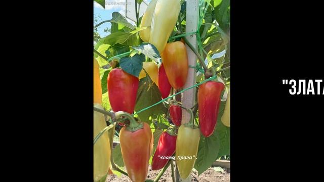 ПЕРЦЫ 2024Г. ОТКРЫТЫЙ ГРУНТ.