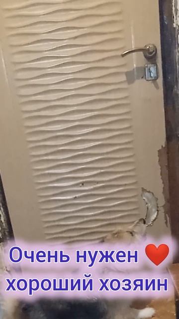 Тотошка заждался хозяина