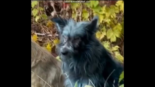 Собаки с синей шерстью в Чернобыльской зоне отчуждения