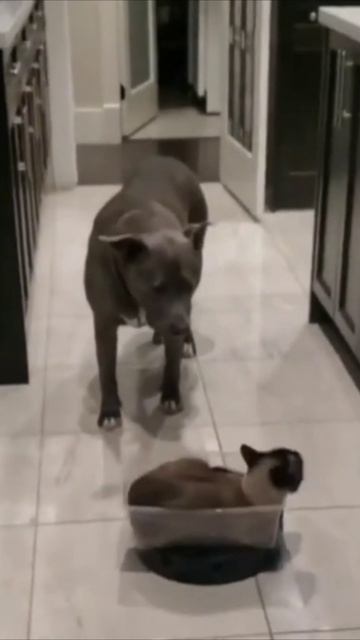 Смешные коты #96-1