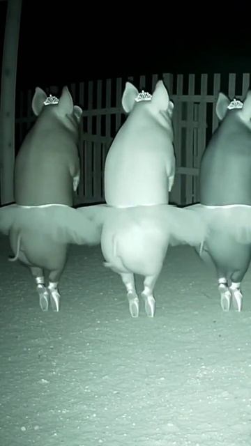 Репетируют по ночам. Ждём премьеру.