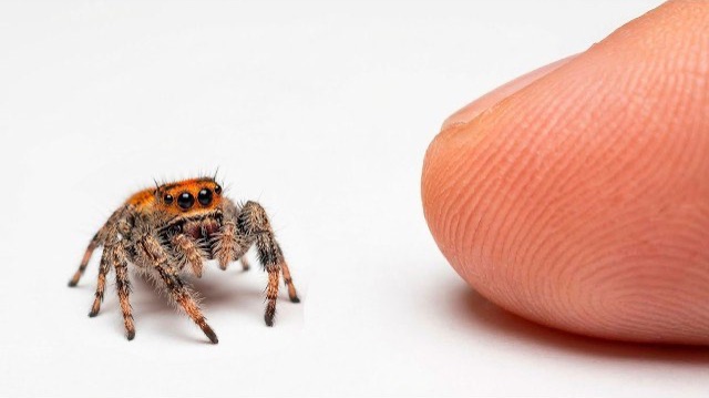 Я ПОДРУЖИЛСЯ С САМЫМ УМНЫМ ПАУКОМ В МИРЕ