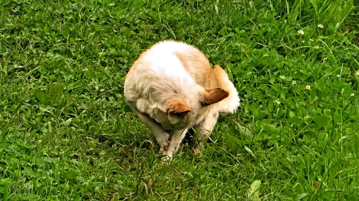 Жуля умывается