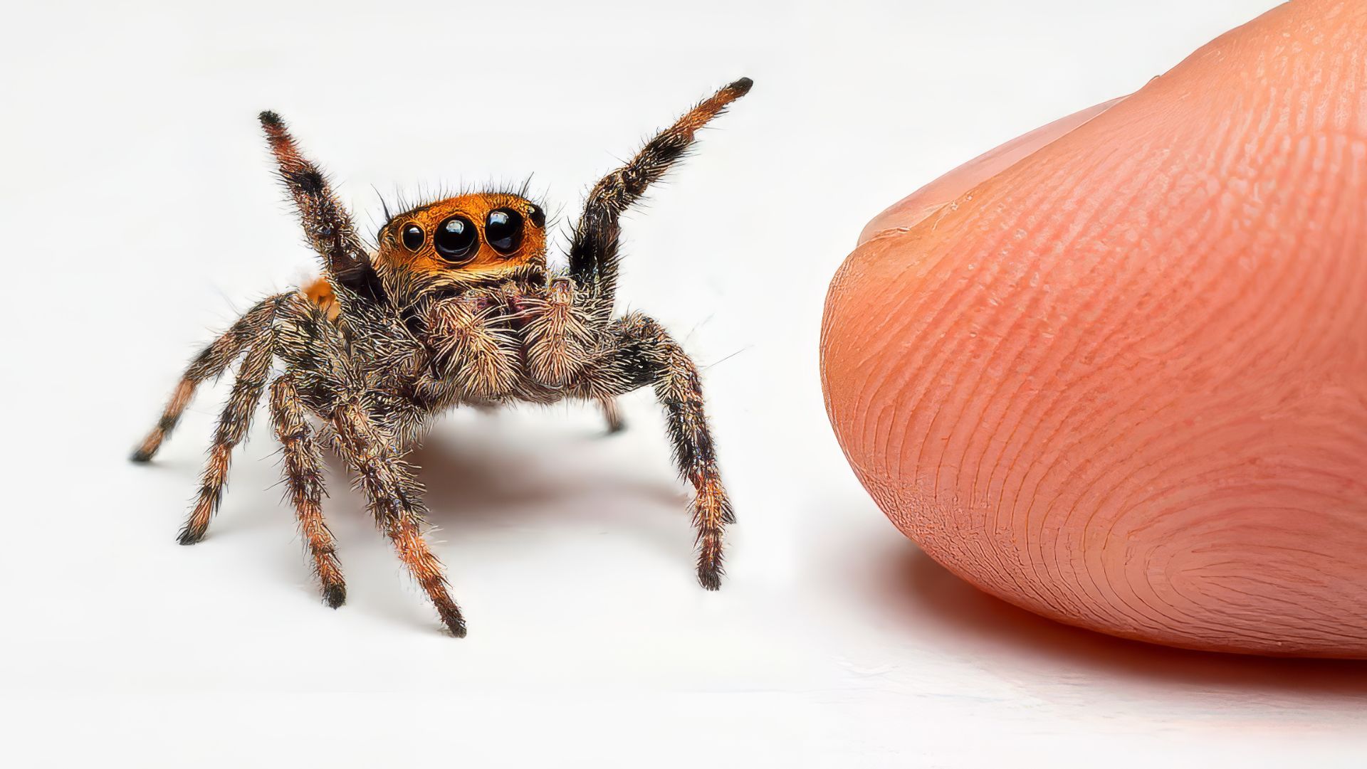 Я ПОДРУЖИЛСЯ С САМЫМ УМНЫМ ПАУКОМ В МИРЕ