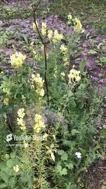 Ленинградская область. Хвойное. 18.07.2024. Дача. Льнянка обыкновенная