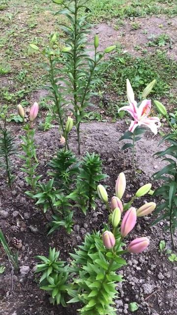 Ленинградская область. Хвойное. 18.07.2024. Дача. Лилия цветущая и в бутонах готовых к цветению