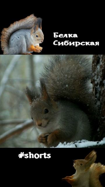 Молодая белка на кормушке в снегопад