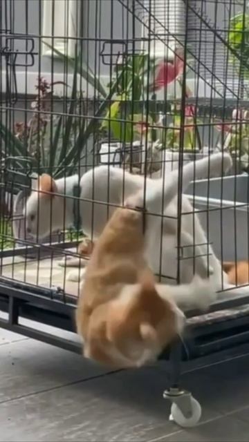 Смешные коты #96-3