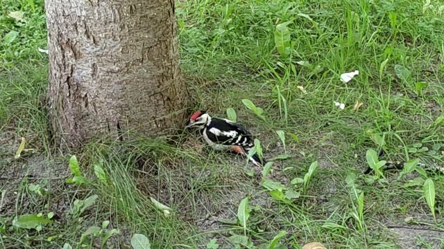 Дятел так увлёкся ... В сквере им. Циолковского.