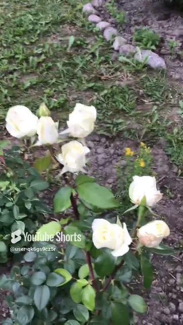 Ленинградская область. Хвойное. 18.07.2024. Дача. Белые розы