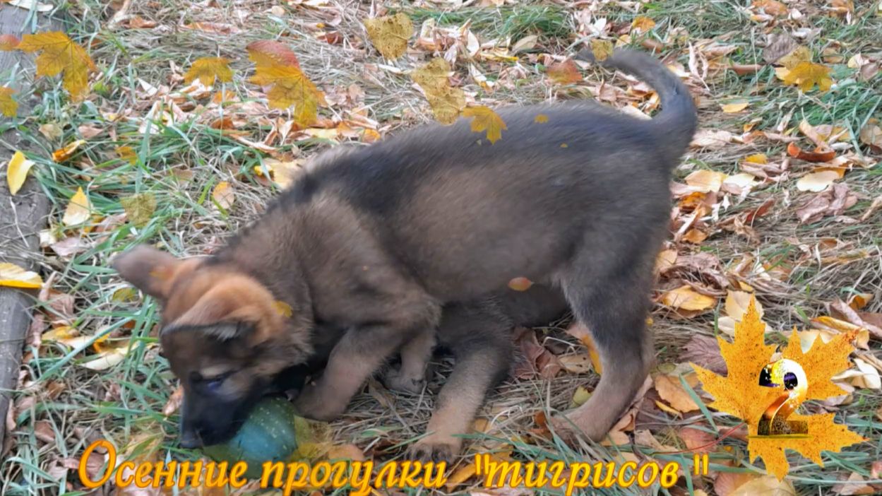 Осенние прогулки  тигрисов  - 09.23. Часть 1