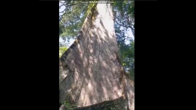 Каменные Грибы. Гигантские Деревья и спиленная скала пришельцами