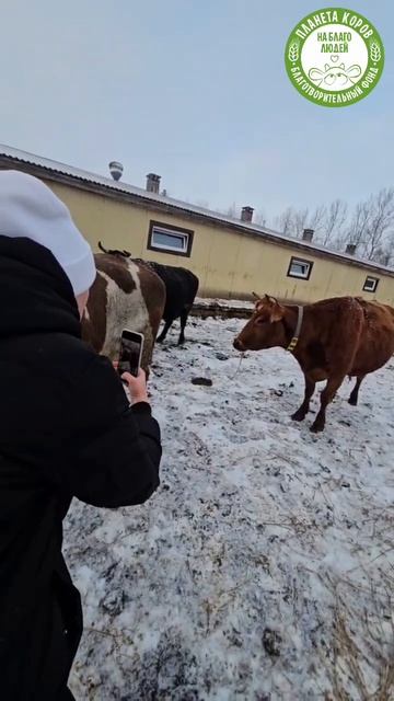 📸Команда фонда Ксения и Нитай  продолжают собирать коллекцию ярких и красивых фото коров
