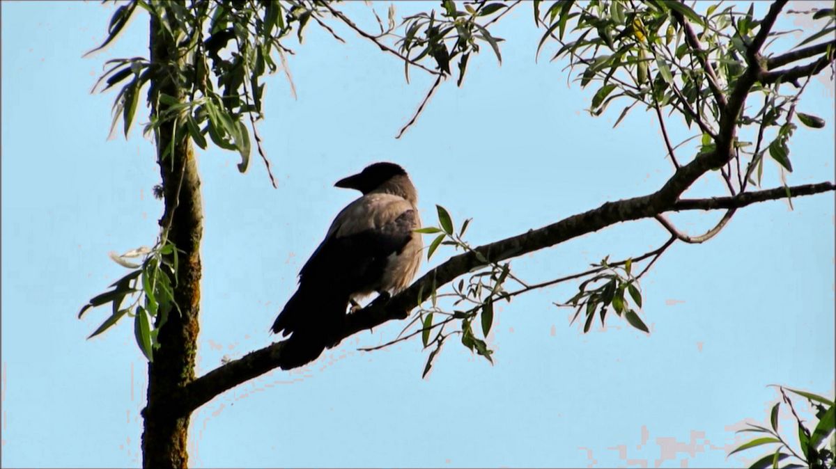 О вороне и сороке