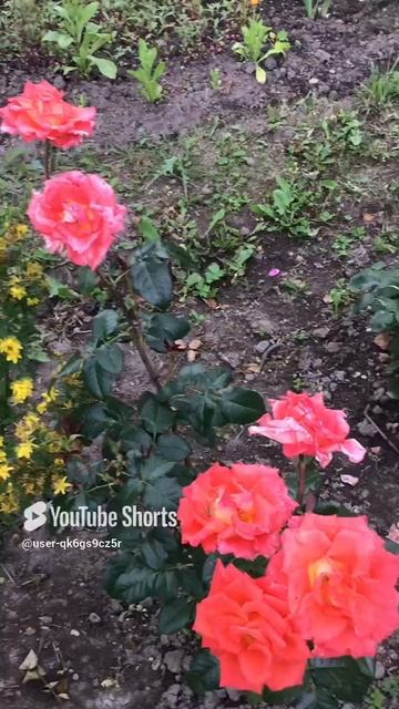 Ленинградская область. Хвойное. 18.07.2024. Дача. Красная роза