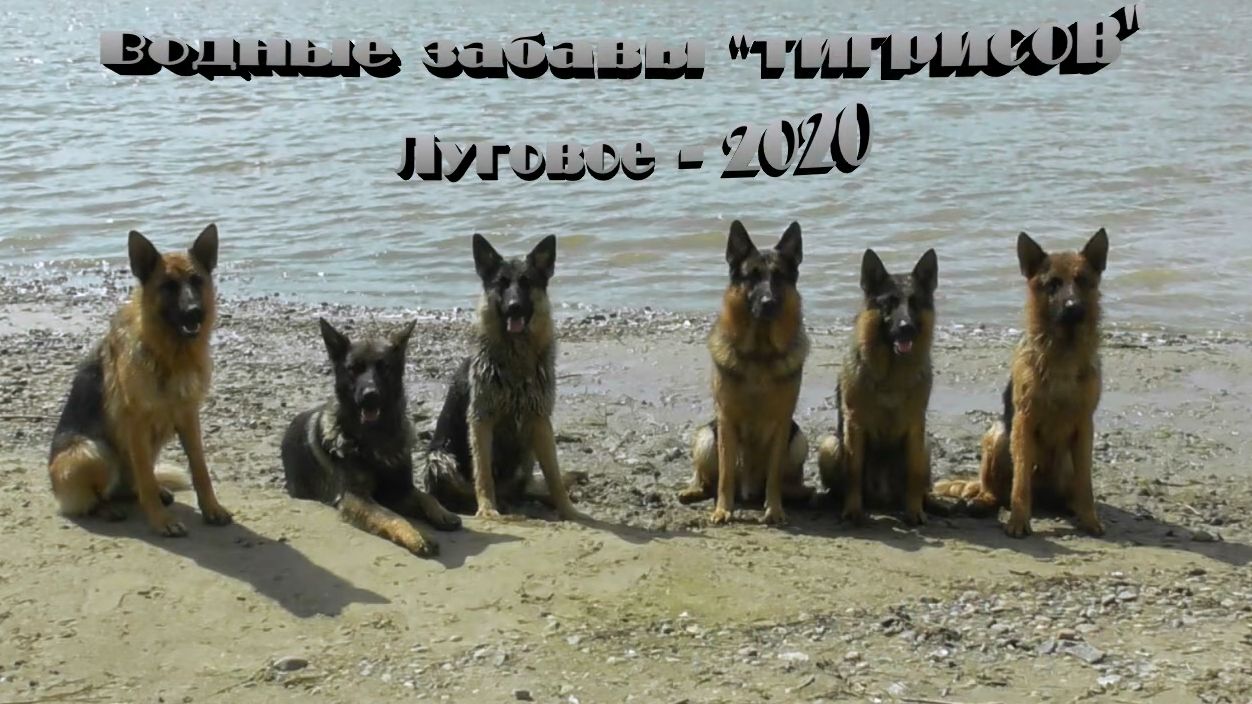 Водные забавы  тигрисов )) 2020