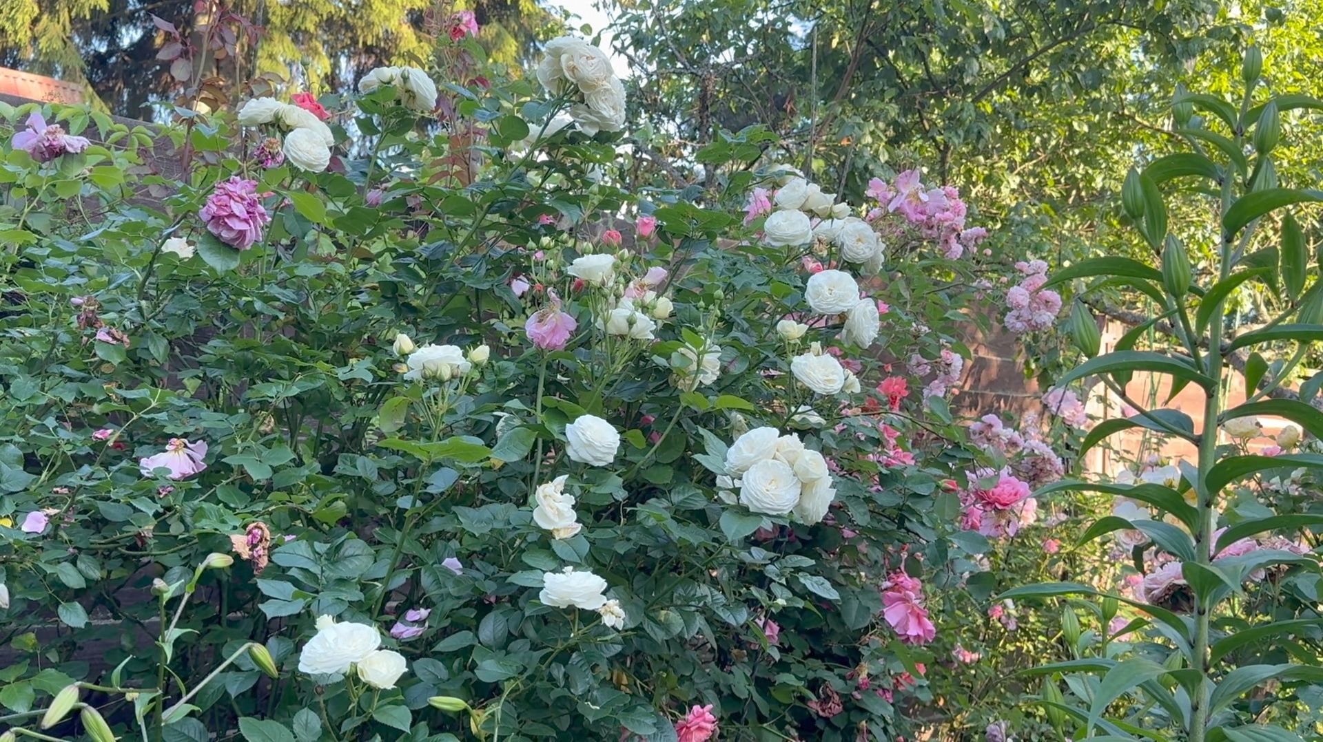 Июль в Саду 16 июля 2025 часть 2