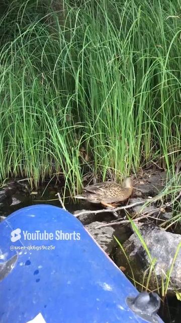 Ленобласть.18.07.2024. Часть 89. Утята_ Что домой собрался, а обед-сегодня четверг, «рыбный день»
