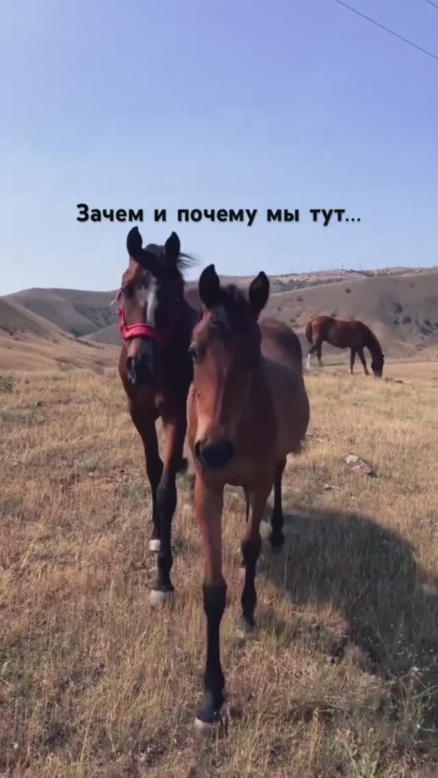 Мысли вслух…