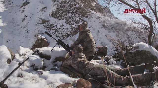 Охота в Узбекистане на козерога и кабана