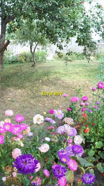 Астры сентябя сорт Дюшес 10 оттенков