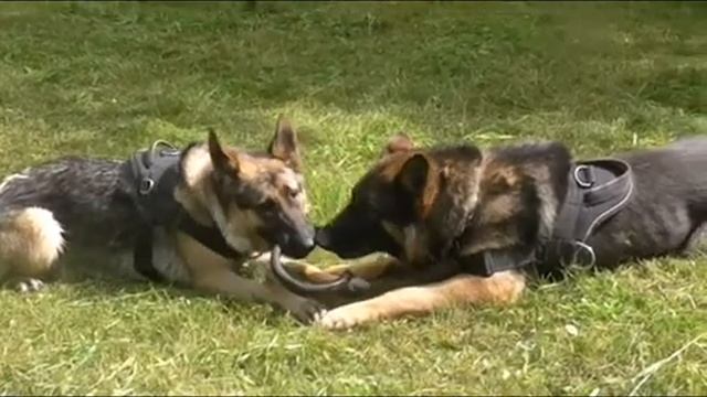 Летние забавы Германа и Вероны)) Август 2015