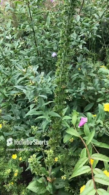 Ленинградская область. Хвойное. 18.07.2024. Дача. Наперстянка в семенах