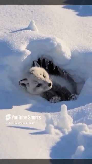 Песец@https___t.me_c_1163478947_21928