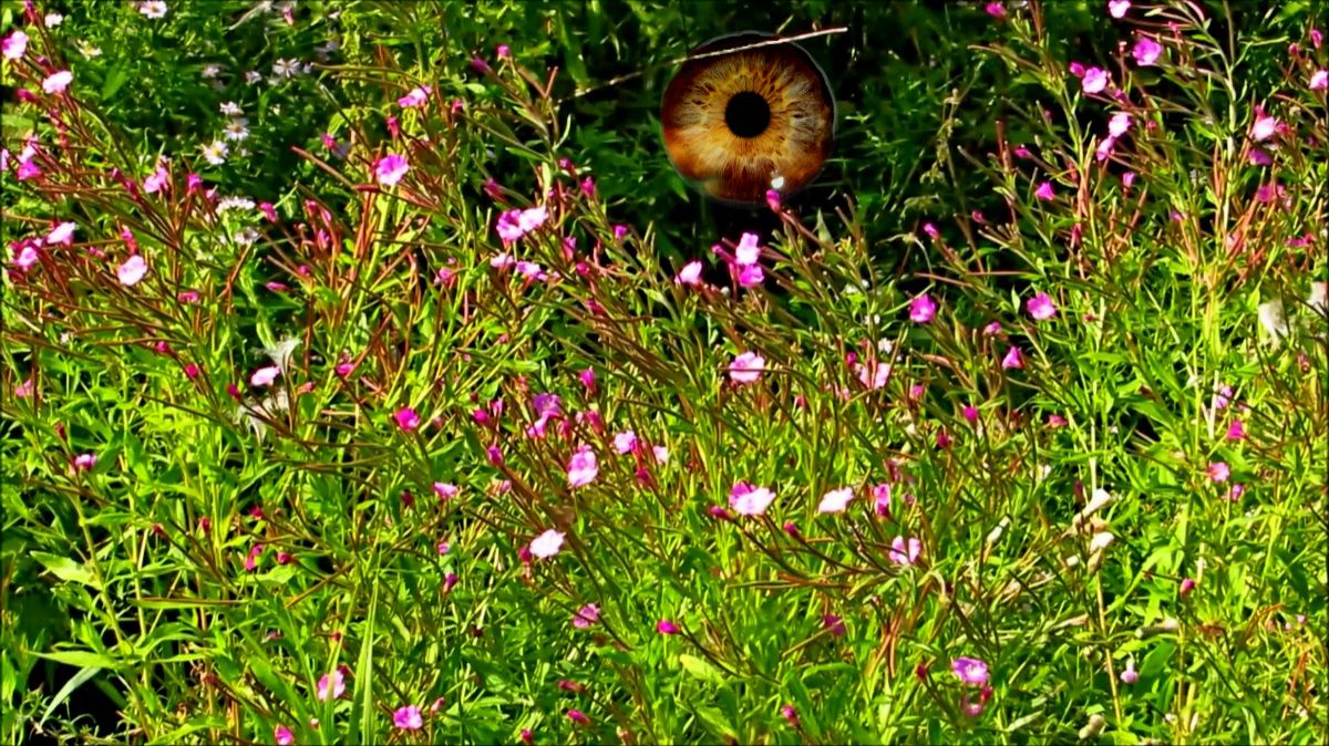 Много травы выросло в прошедшем сезоне... ( Лето 2025 года )