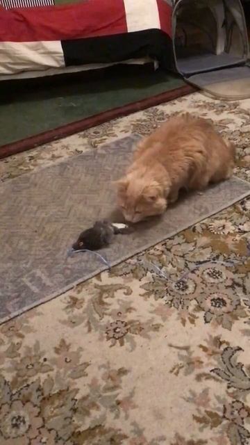 Санкт-Петербург. 09.12.2025. Котёнок Персик играется с игрушкой-мышкой. Эпизод 1